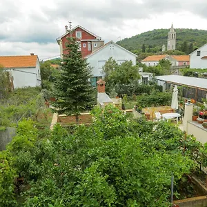 Maslina , Božava Croazia
